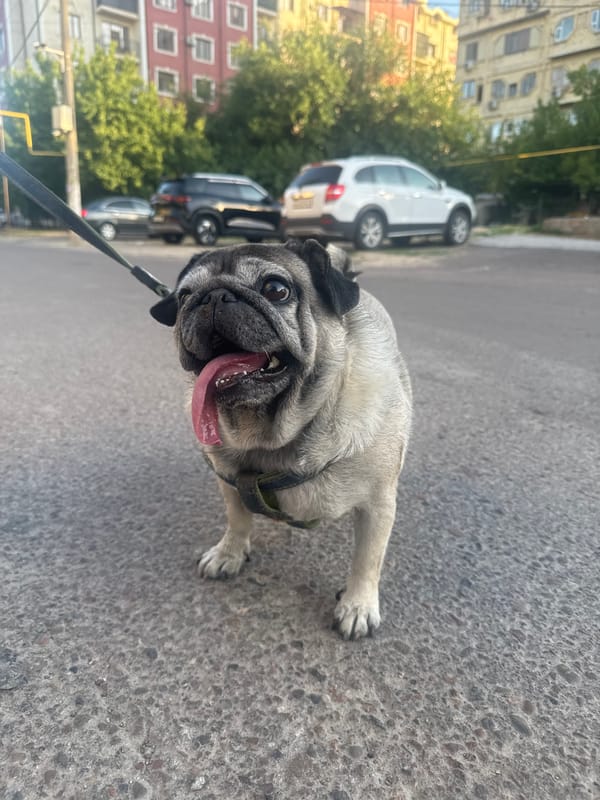 Pug and cat spotted together on Tashkent streets
