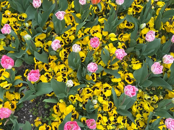 Yellow pansies with black centers bloom in flower bed