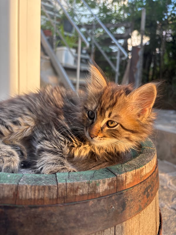 Kitten plays around wooden barrel in Asenovgrad, Bulgaria
