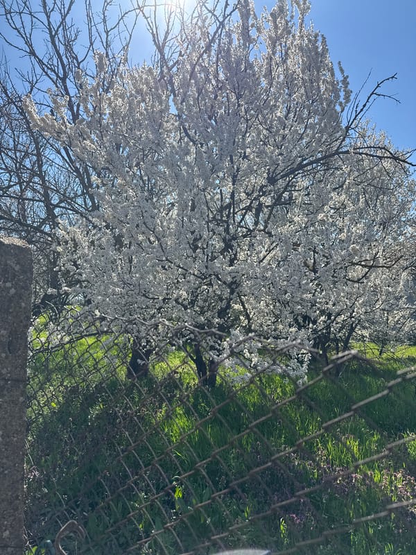 Spring blossoms captured in Bulgarian village scene