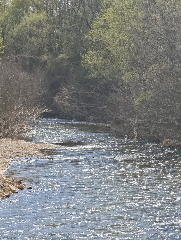 Sunlit stream documented in Klechevce woodland area