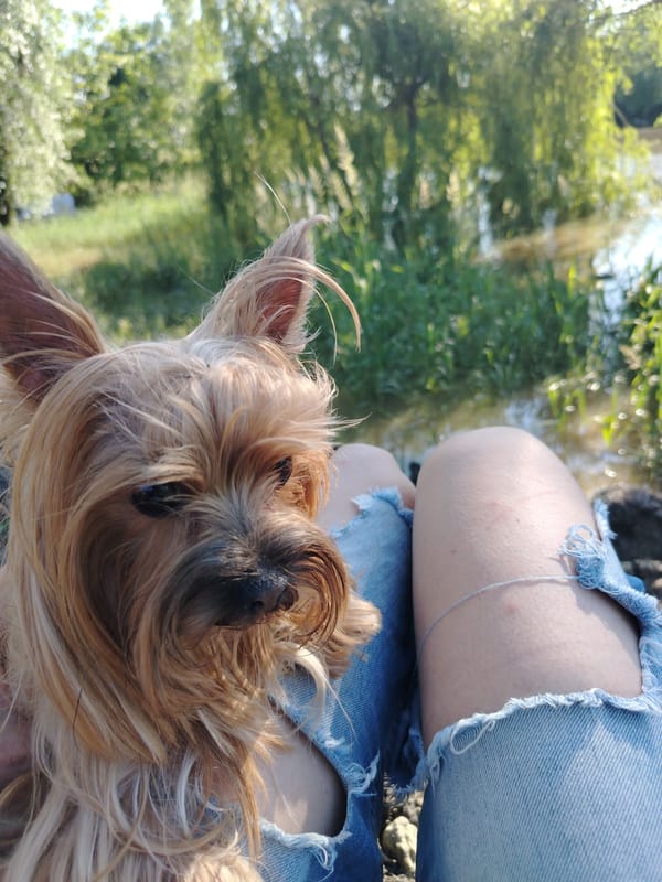 Person enjoys riverside afternoon with Yorkshire Terrier in Novobzhegokay