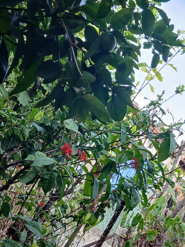 An evening wander around a Santa Ana home and yard