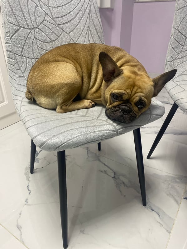 French Bulldog rests on chair in Sofia home