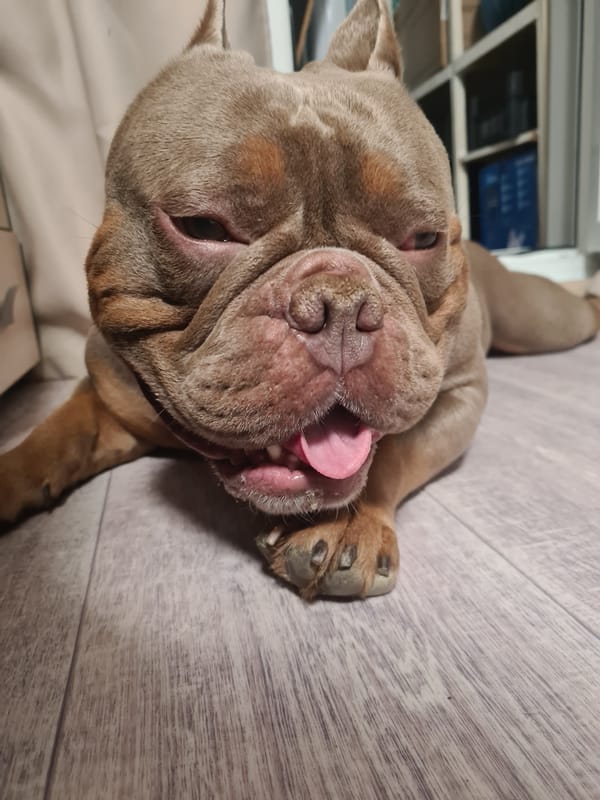 French bulldog fully committed to doing absolutely nothing
