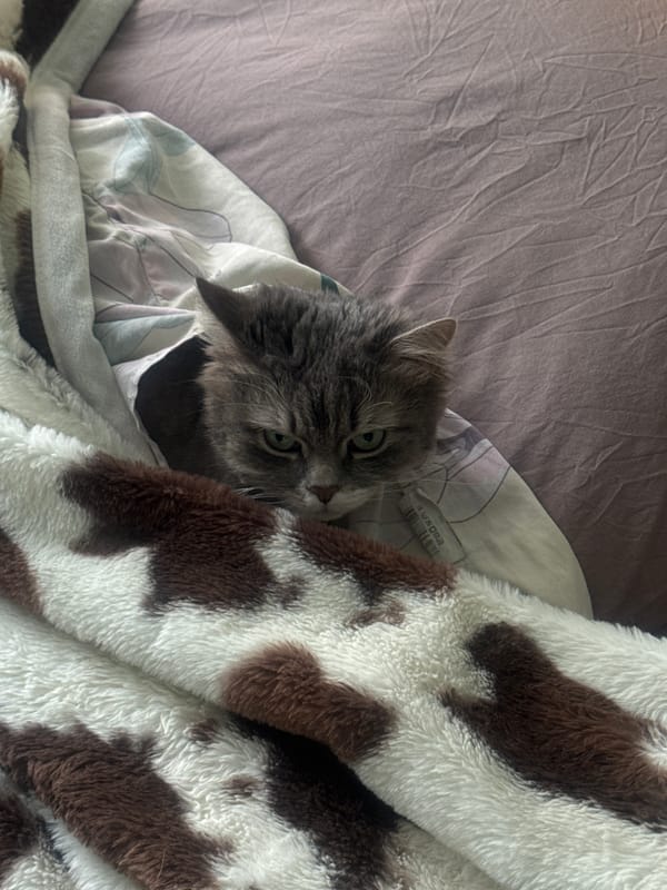 Pets rest comfortably indoors in Moscow homes