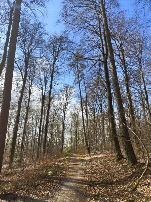 Forest scenes with stream documented in Mettlach, Germany