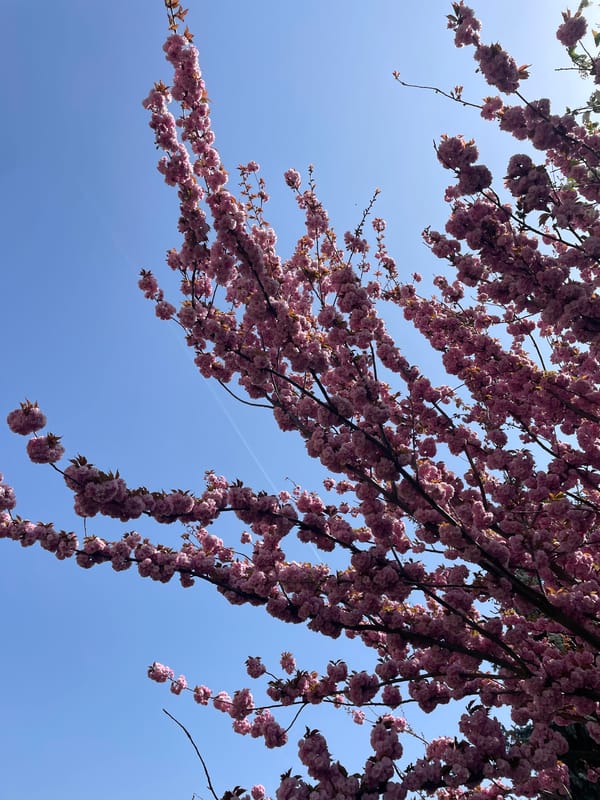 Spring morning walk captures Keszthely landmarks and blooming trees
