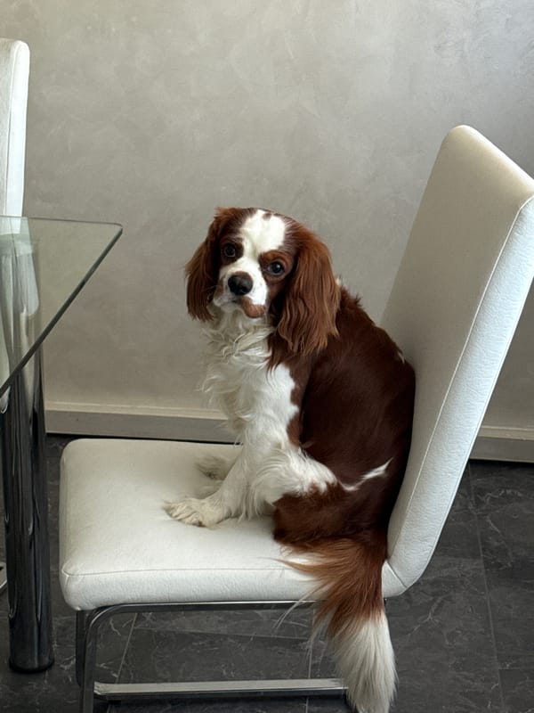 Domestic pet life documented in Bulgarian home over afternoon