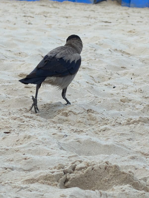 Cloudy morning at Ashdod beach, waves and shorebird