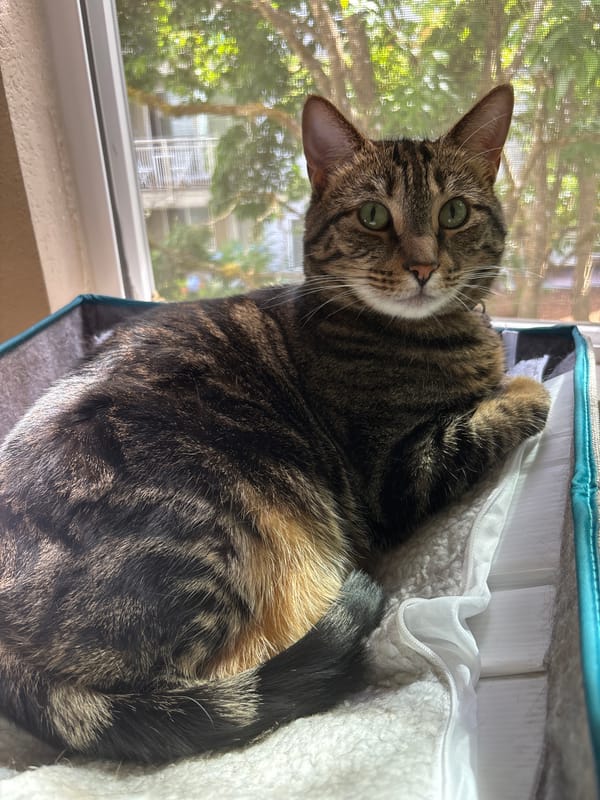 Green-eyed tabby cat relaxing in a cozy pet bed by the window