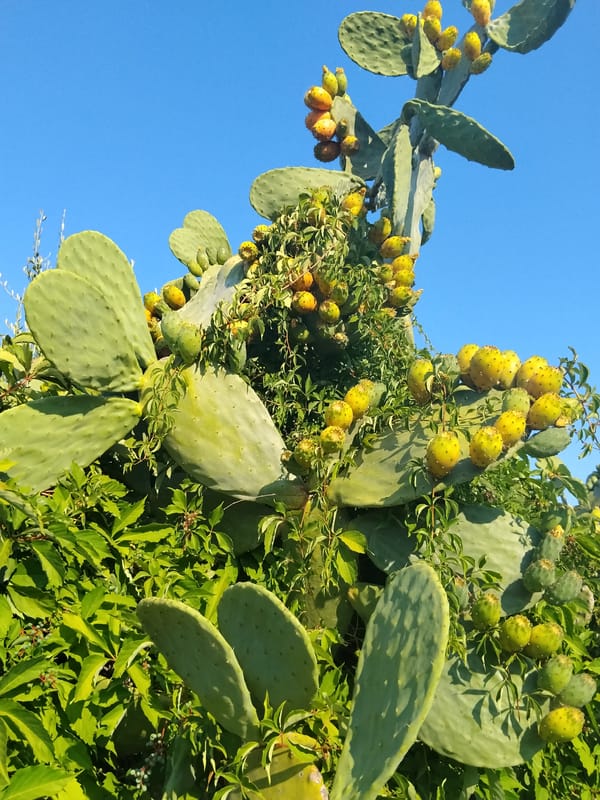 Late summer garden plants in full bloom, Bari
