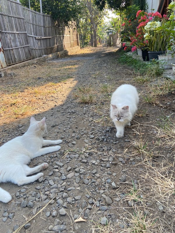 White cats in a Margorejo yard, July 2026