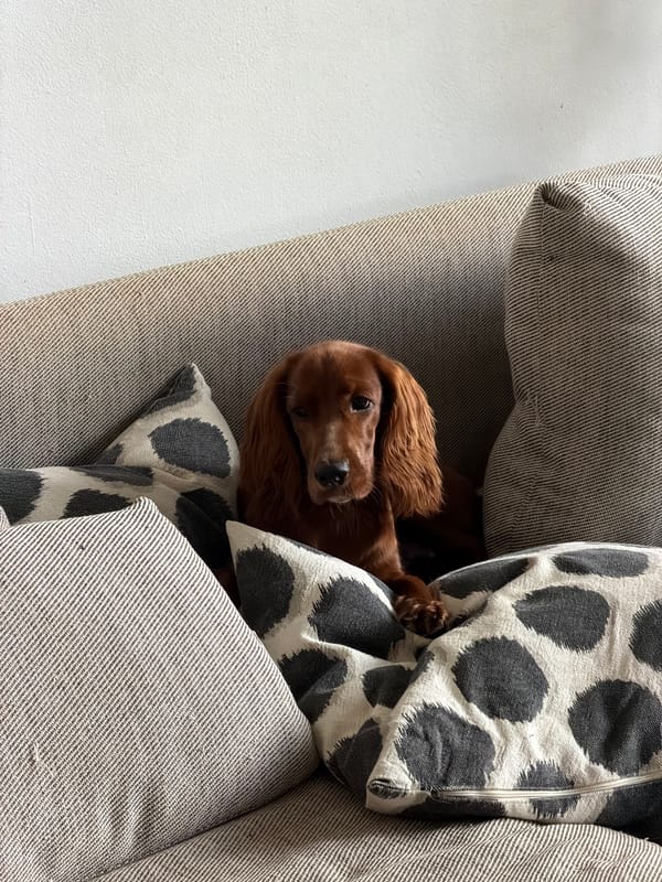 Craft studio day in Chang Phueak with an Irish Setter in tow