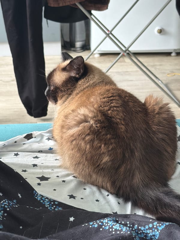 Lazy morning at home with Siamese cats and pink flowers