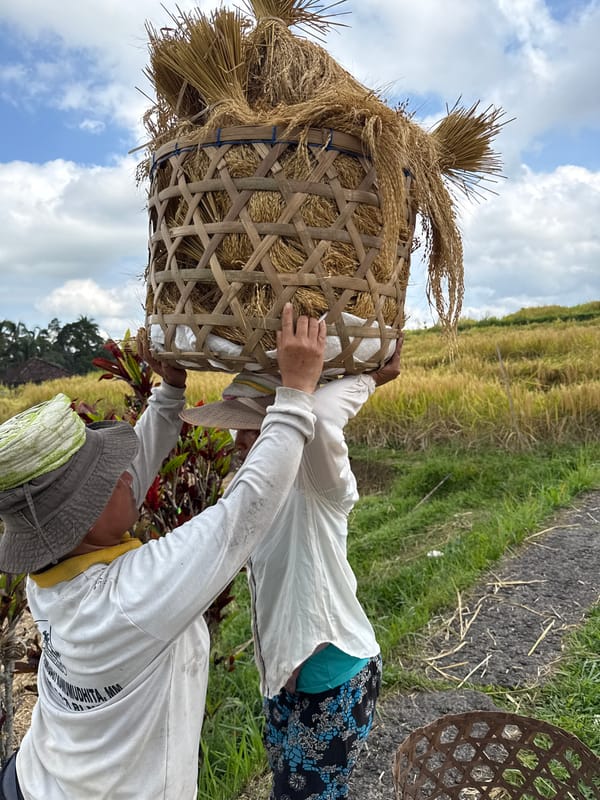 Rice harvest day in the terraced fields of Penebel, Bali