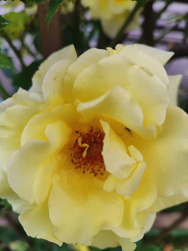 Morning flower and church photography session documented in Krasnodar
