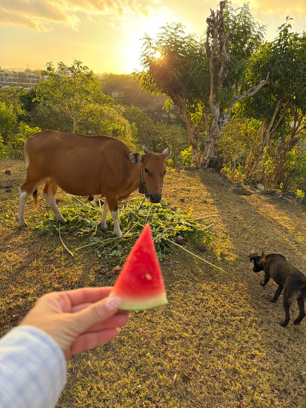 Cow grazes on hillside during golden hour in Kuta Selatan