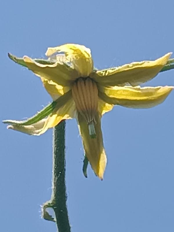 Garden morning in Viadana: blooms, tomatoes, and a calico cat