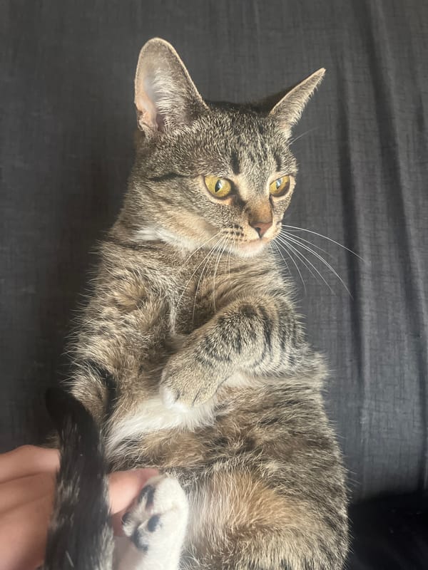 Morning cat interactions and car moment documented in Khimki