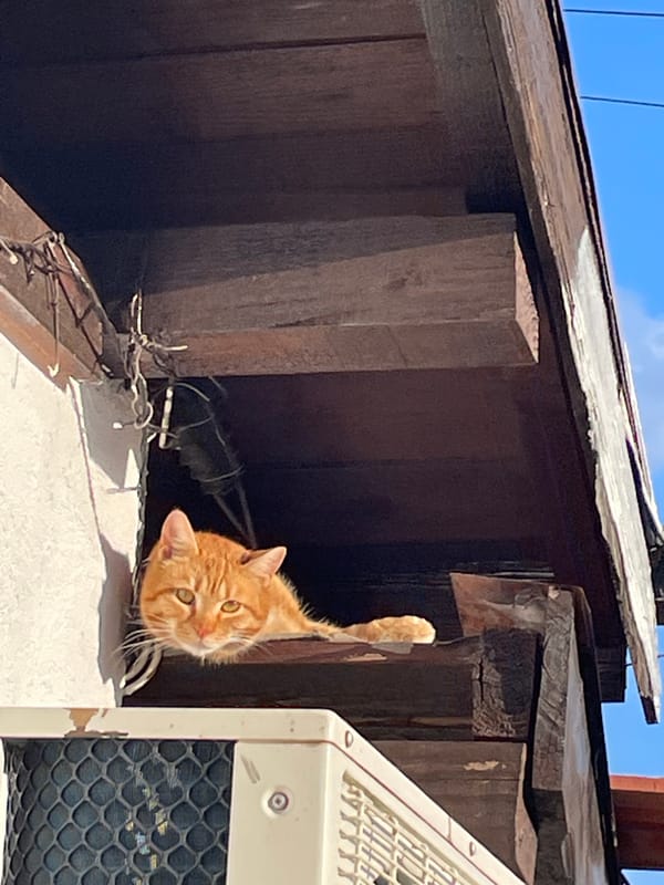 Quiet afternoon captured in Zlatograd: clouds and cat
