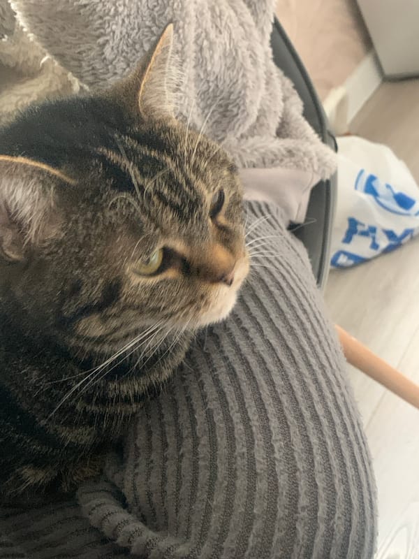 Tabby cat rests with humans during morning routine in Stavropol