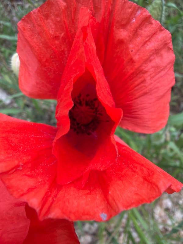 Milan witness captures spring afternoon: flowers, snacks, neighborhood, cat