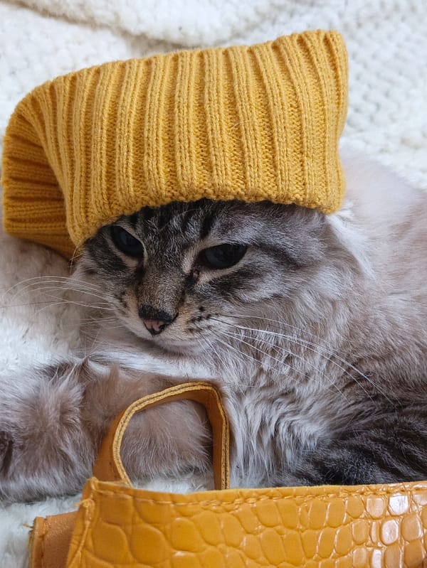 Pet owner documents cats in yellow hats, chinchillas in Sevastopol