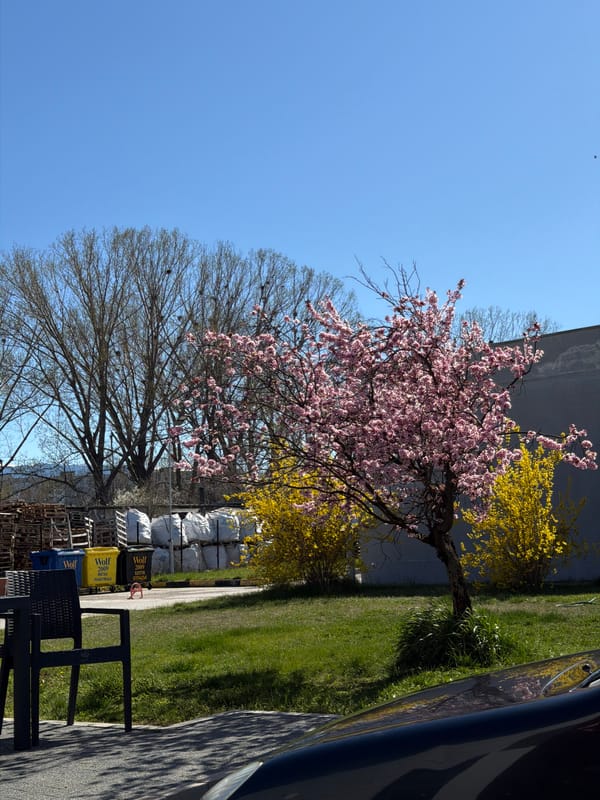 Spring blooms documented in Sofia, Bulgaria