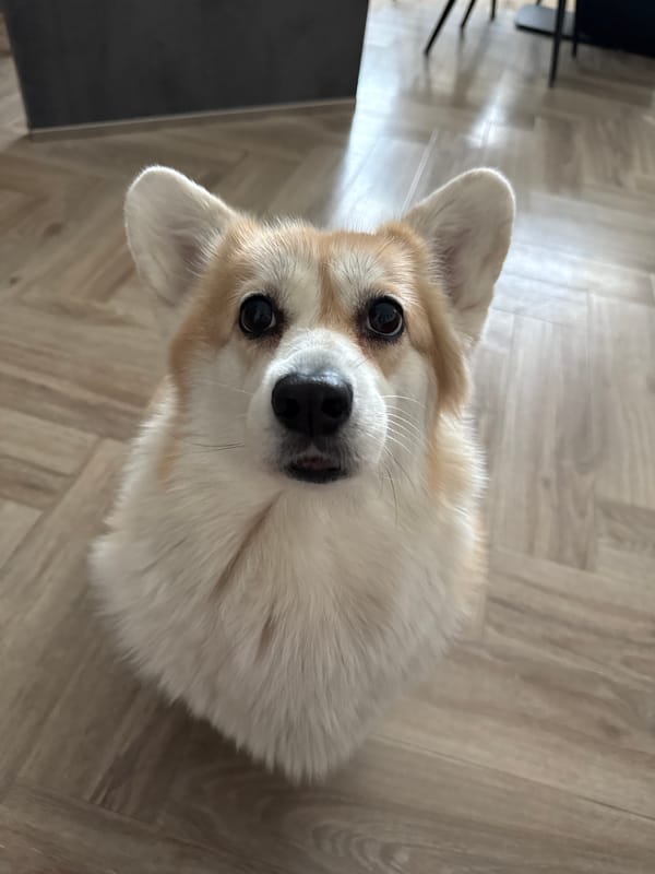Corgi observed indoors in Krasnoyarsk home early morning