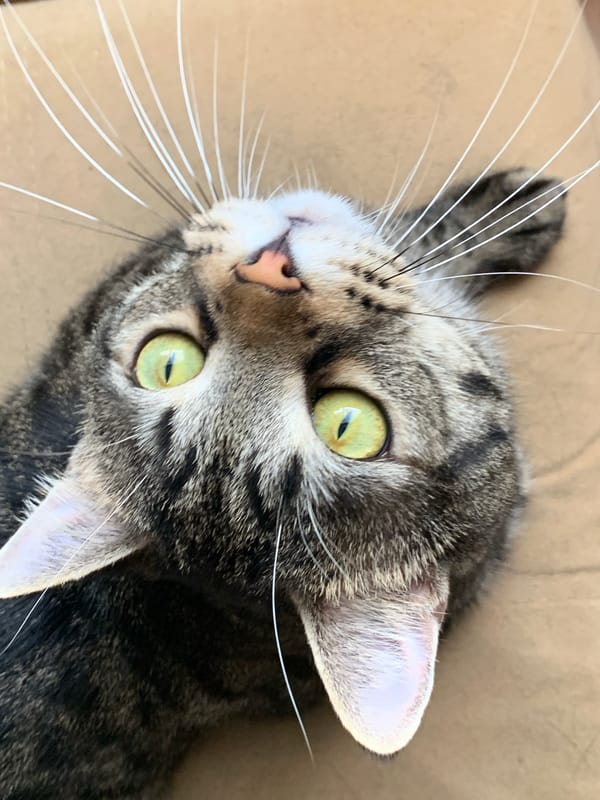 Green-eyed tabby cat at home in Stavropol, multiple angles