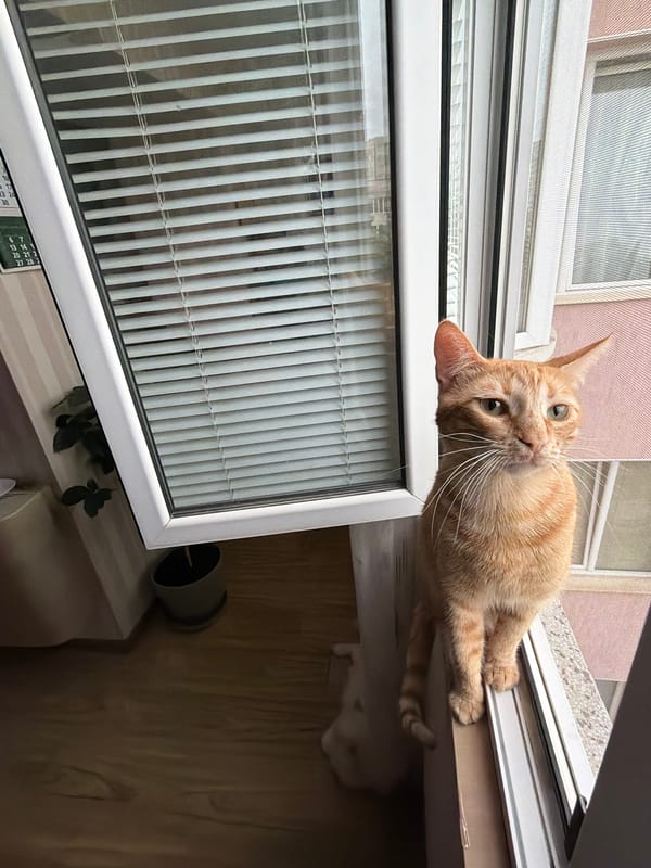 Orange tabby cat spotted lounging on window ledge in Varna