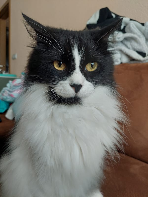 Black and white cat spotted multiple locations Plovdiv morning