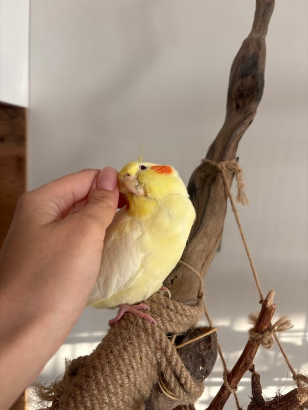 Artist paints portrait while pet cockatiel plays in Krasnoyarsk