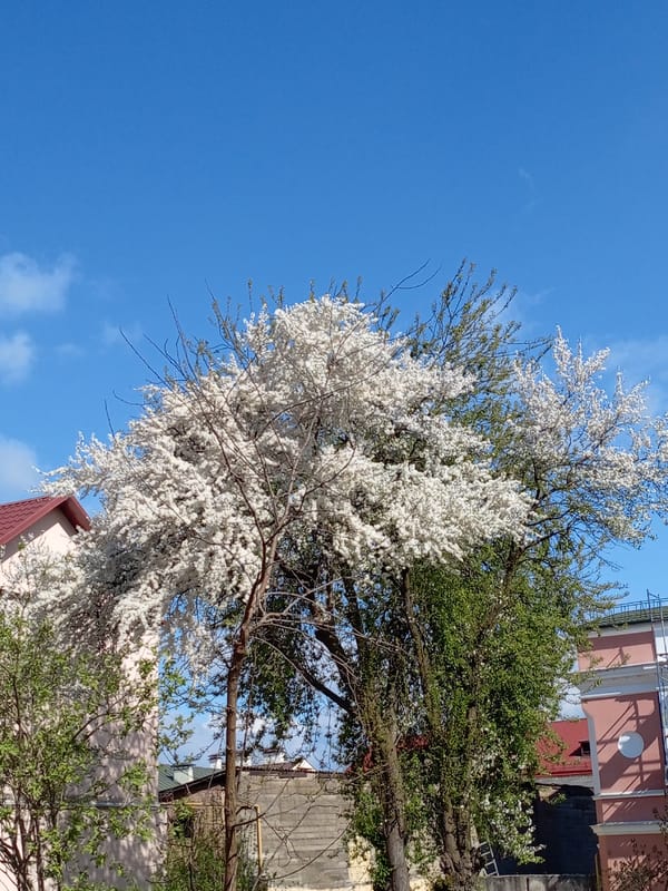 Spring morning scenes documented in Hrodna, Belarus