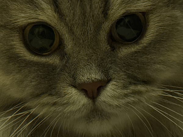 Gray cat's late-night indoor moments, plus a quick Minecraft detour