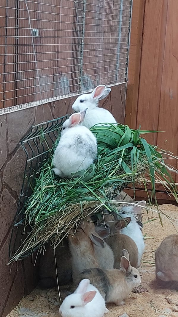 Quick tour through a small zoo's animal enclosures