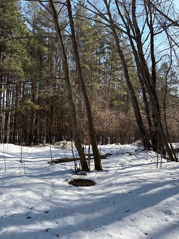 Winter forest scene documented in Chaikovsky, Russia
