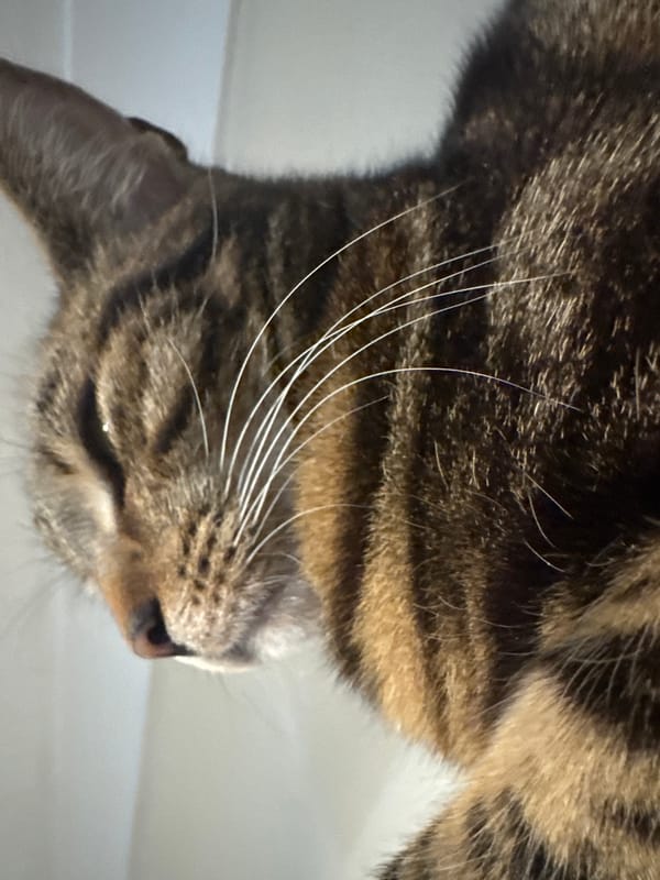 Tabby cat photographed from multiple angles in Desborough