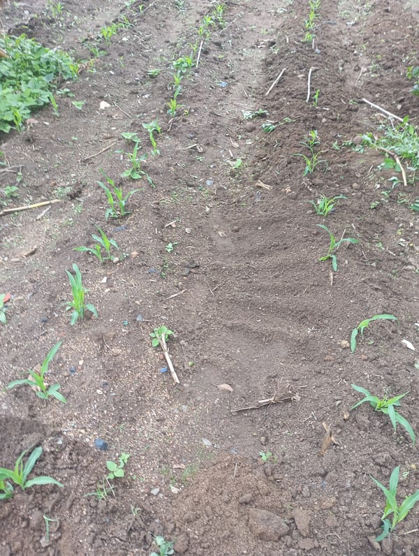 Garden and crop survey in New Stadium Nigeria