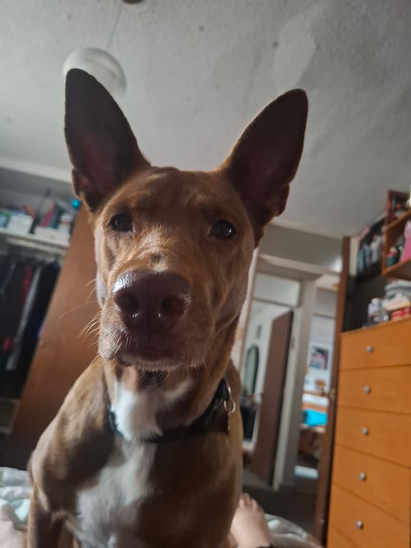 Dog photographed indoors in Naucalpan de Juárez, Mexico
