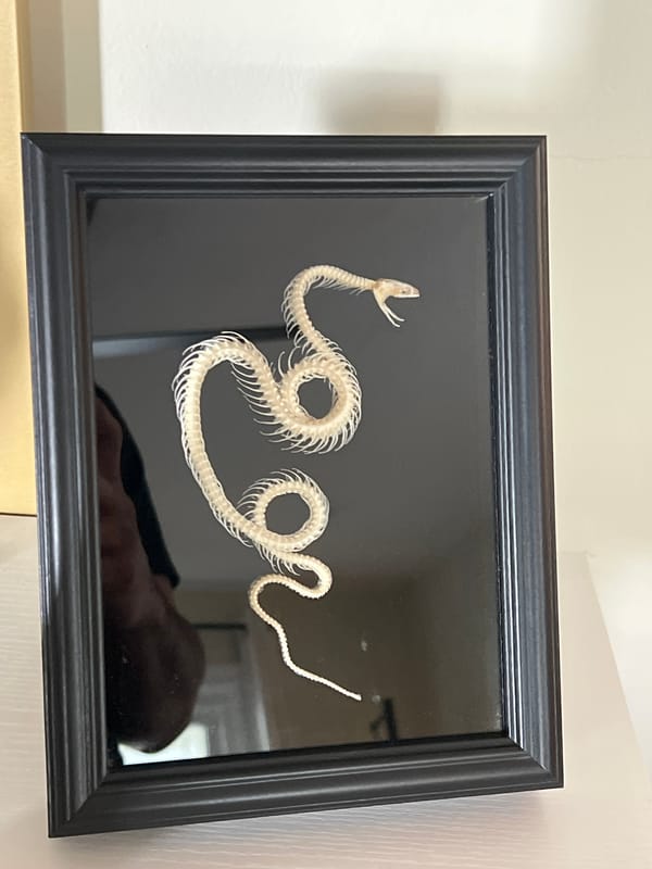 Pet photos and home decor captured in Kingston residence