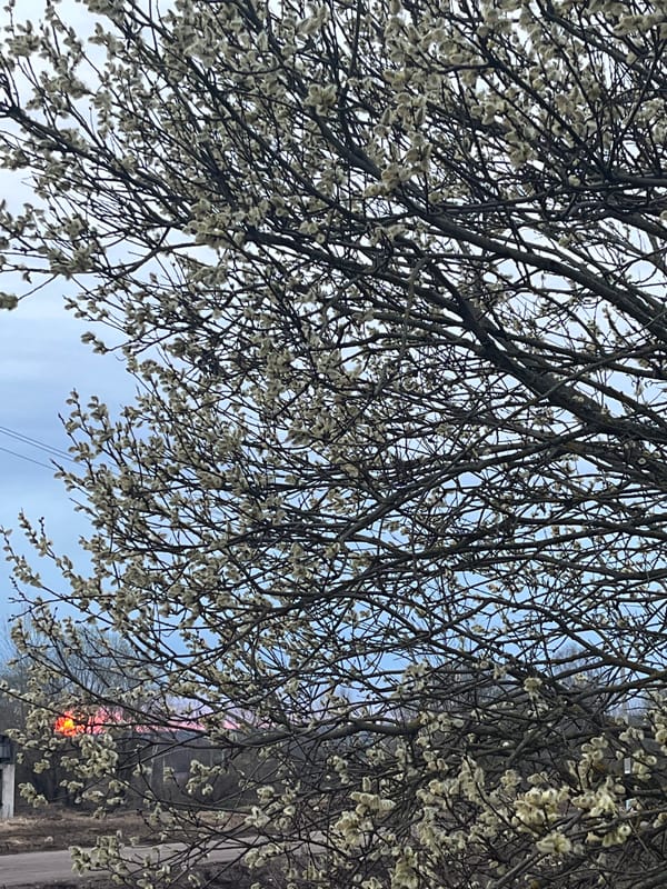 Spring catkins bloom on tree branches in Russian town