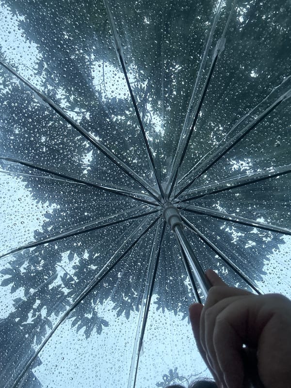Rain shower documented through flowers and umbrella in Krefeld