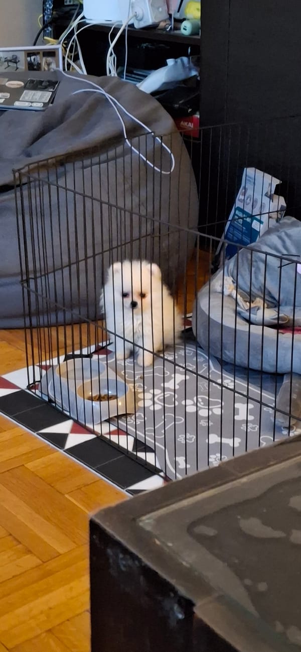 Domestic moments with caged dog and cluttered room in Sofia