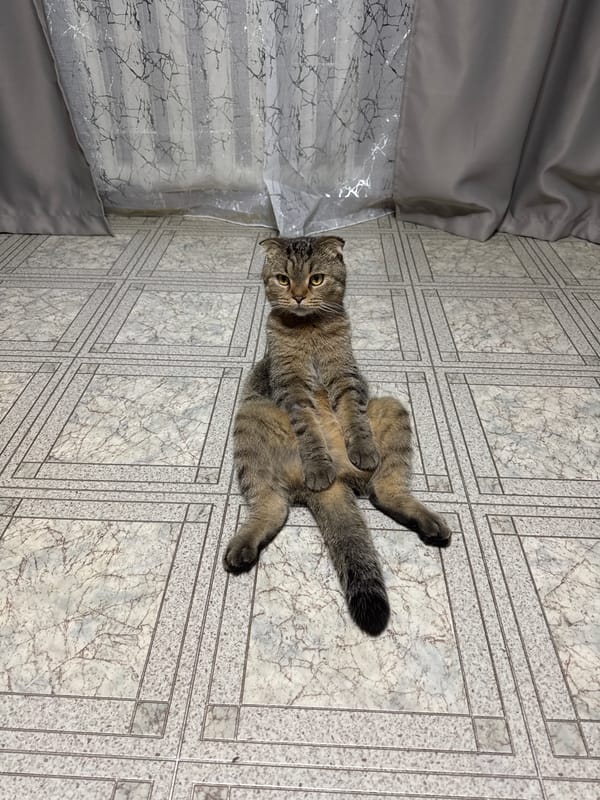 Cat lies on back on tiled floor in Chaikovsky
