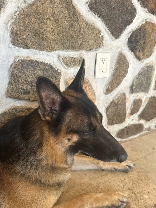 Evening pet photos and gaming captured in Acapulco