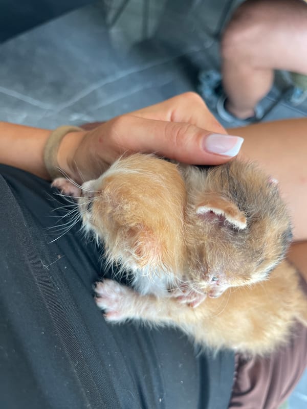 Newborn kittens held close in Karlovo, Bulgaria