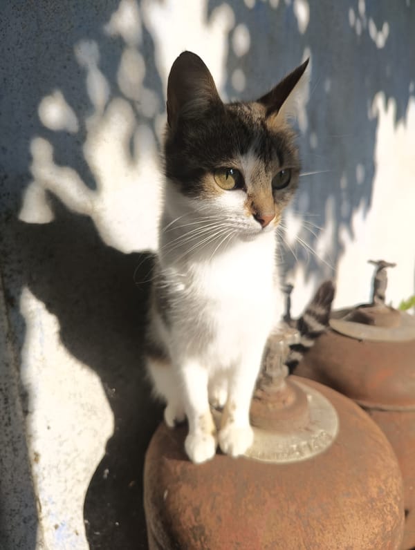 Morning garden life documented in Biliaivka, Ukraine