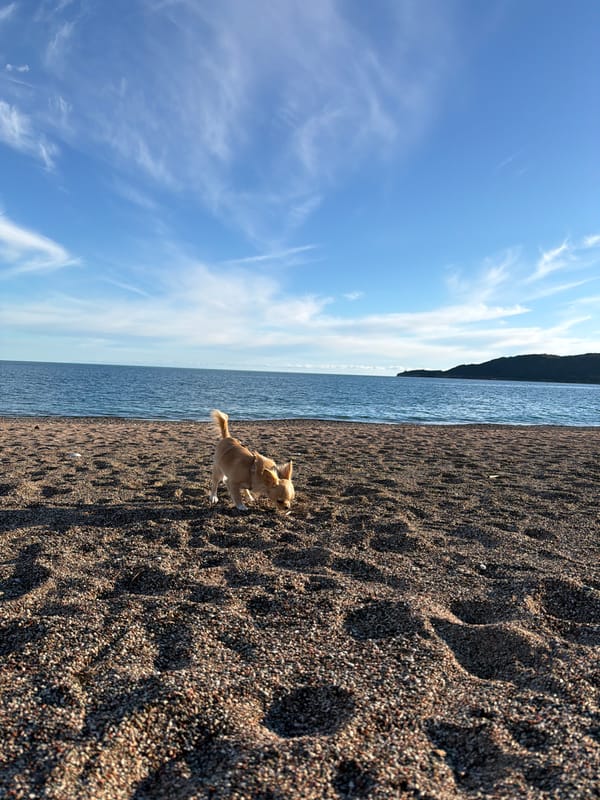 Dog spotted on sandy beach in Boreti, Montenegro